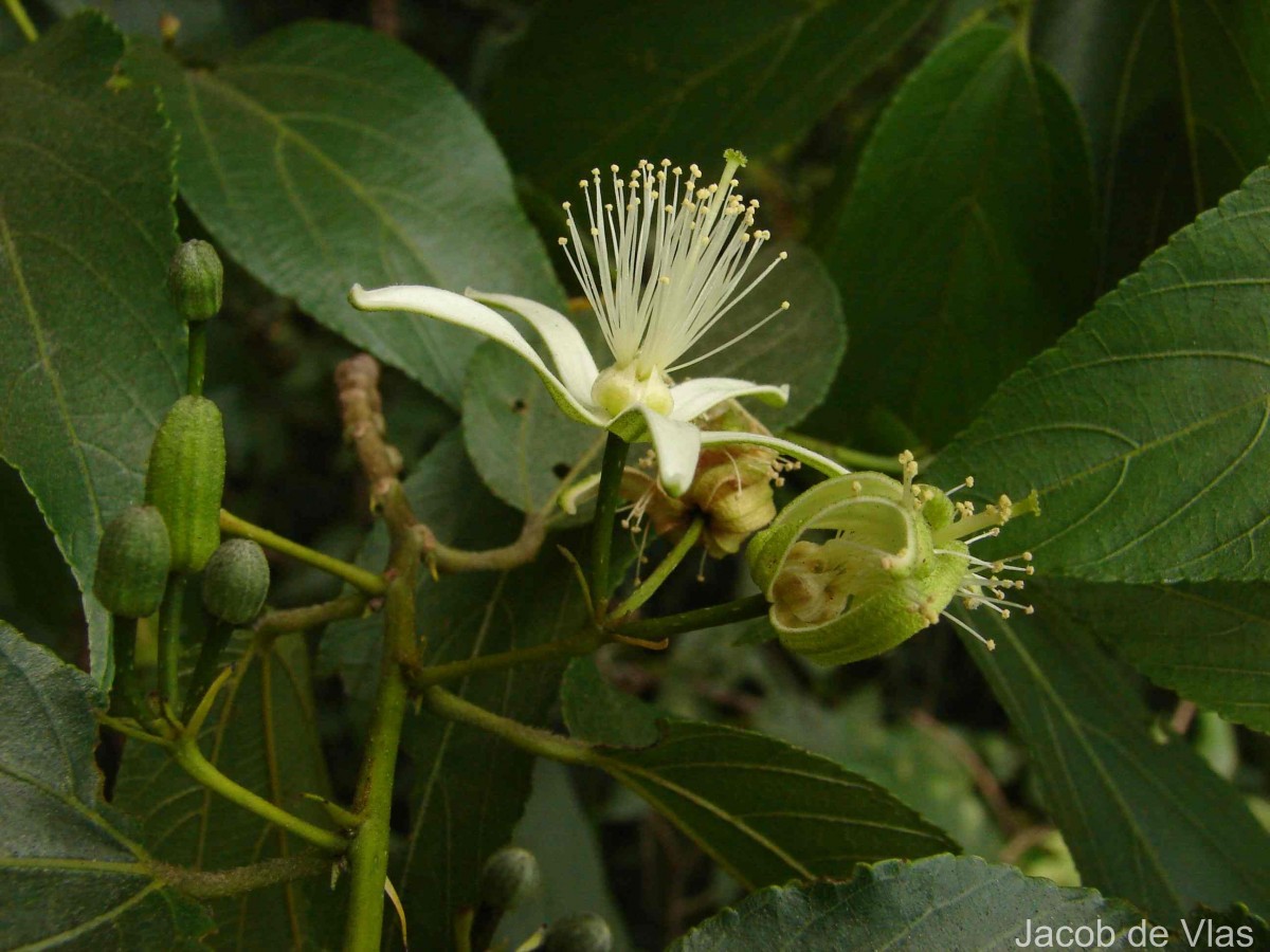 Grewia bracteata Roth